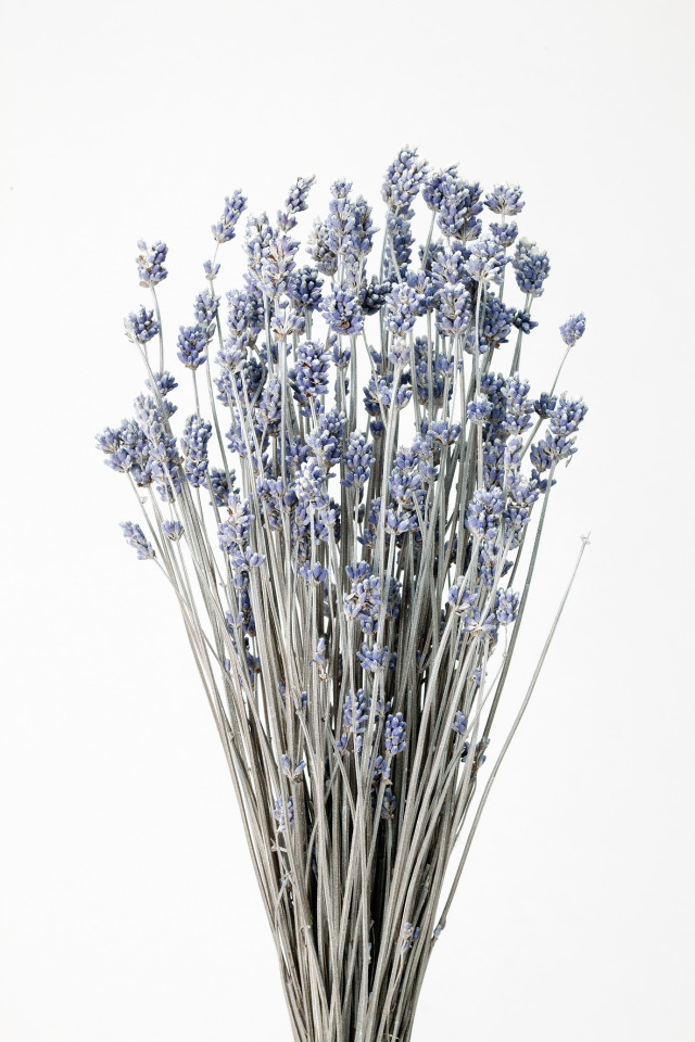 ラベンダー　ウォッシュホワイト　10020-012