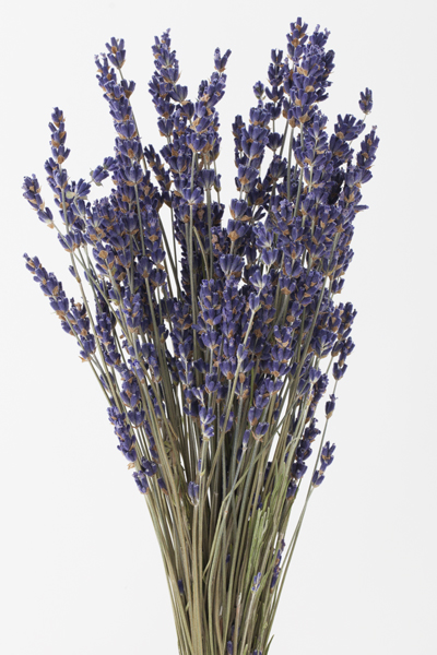 ラベンダー・イタリー　N　10040-000