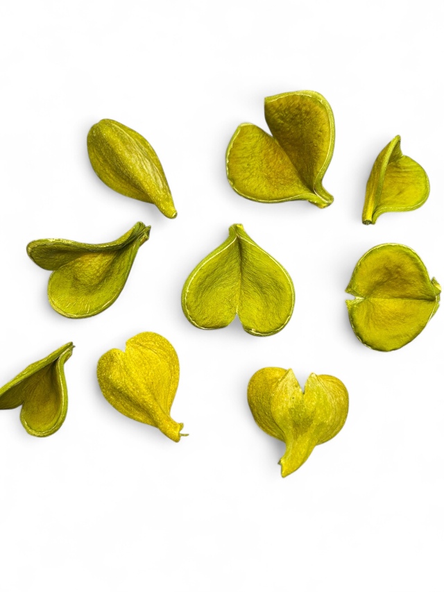 ハートポッド　アップルグリーン　　MW10047　特別割引　※会員割引適用外