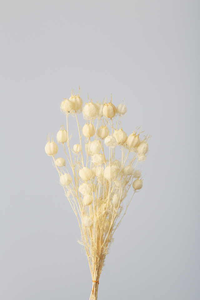 フーセンポピー　オフホワイト　10060-011