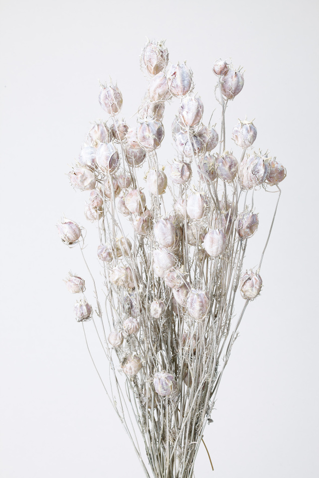 フーセンポピー　ウォッシュホワイト　10060-012