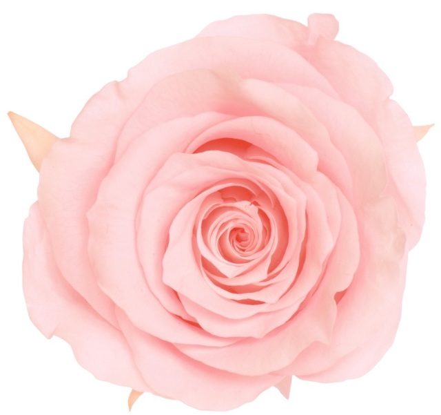 ローズ・かのん・L　ブライダルピンク　05203-101-1　特別割引60％OFF