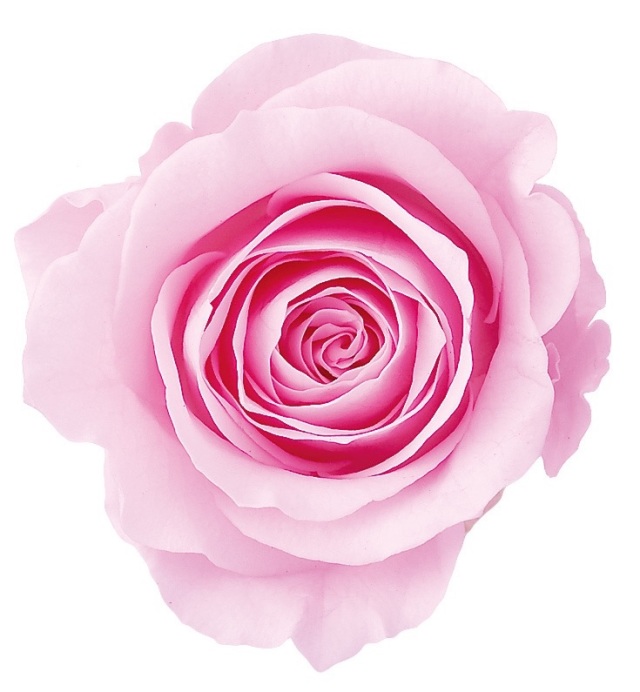 ローズ・かのん・L　シャーベットピンク　05203-102-1