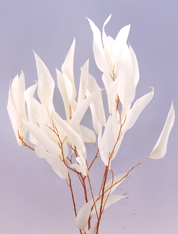 ウィーロユーカリ　サラシ