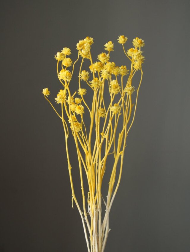 アンモビューム・ビューティー　イエロー　10300-501