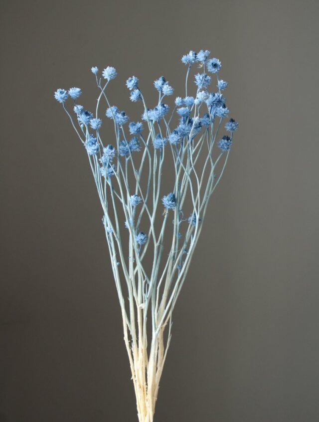 アンモビューム・ビューティー　ブルー　10300-601