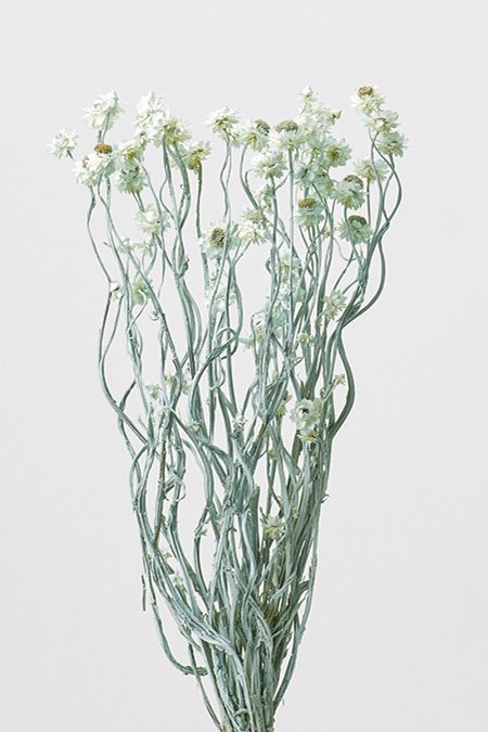 アンモビューム　マットブルー　10303-602