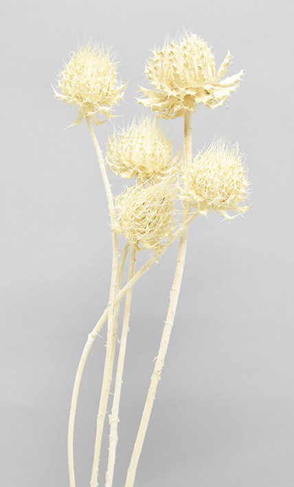 バークヤ・バーバー　ナチュラル