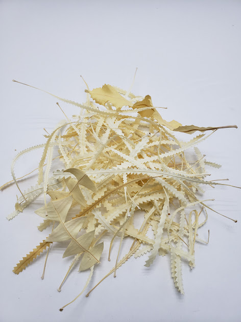 バンクシアリーフ・アソート  サラシ