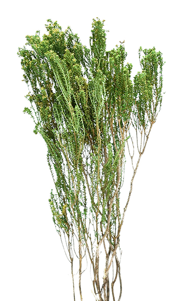 アガソスマ　グリーン　10335