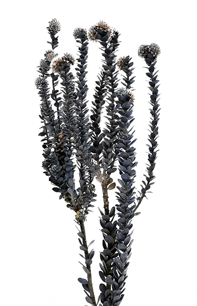 バクスフォリア　ブルー　10338