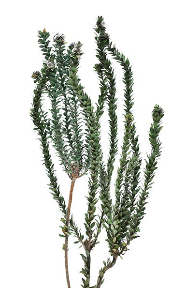 バクスフォリア　グリーン　10339