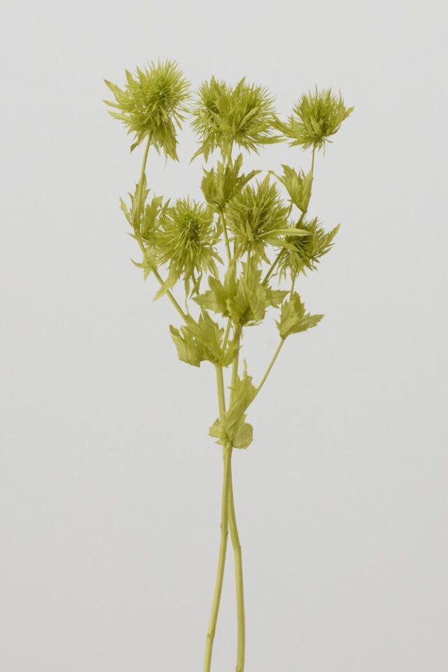 エリンジューム　グラスグリーン　10340-791