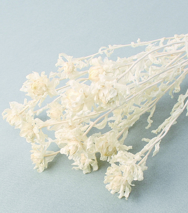 カルサムス(紅花)　サラシ　10349