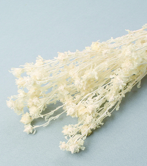 カルサムス・ミニ(紅花)　サラシ　10350