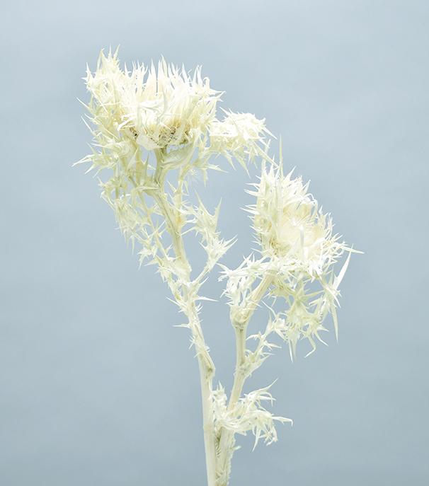 シルバーアザミ　サラシ　10351