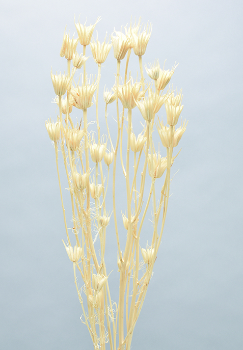 ニゲラオリエンタリス　サラシ　10352