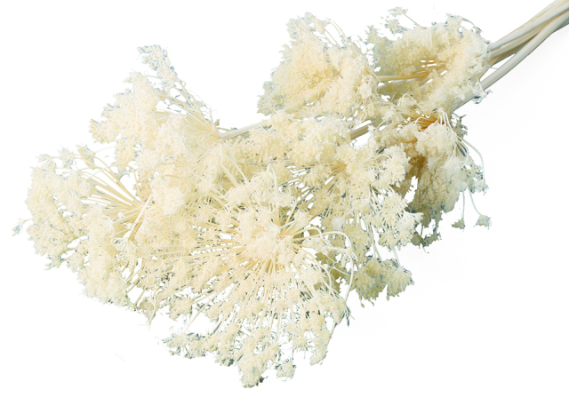 アピアレス・大　サラシ　10355