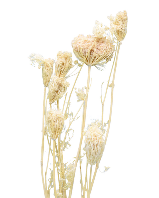 アピアレス・小　サラシ　10356