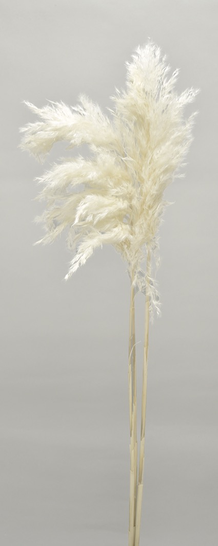 イタリアンリード　サラシ　10365