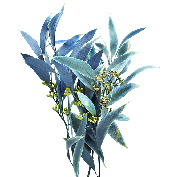 ユーカリ実付き　ブルー　10369
