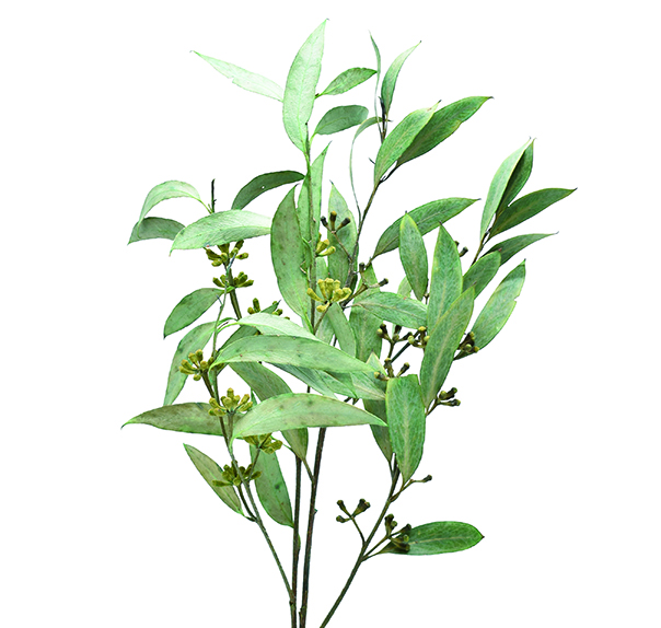 ユーカリ実付き　グリーン　10371