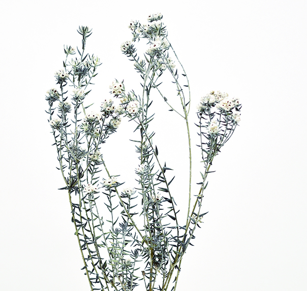 ワイルドコットンフラワー　PSD　ブラック　10376