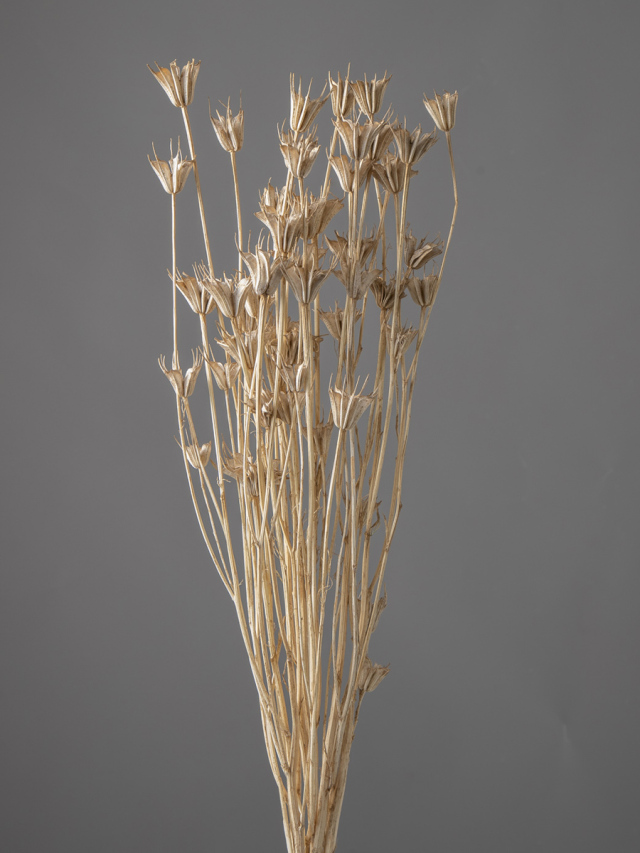 ニゲラオリエンタリス　ホワイト/ゴールド　10380-019