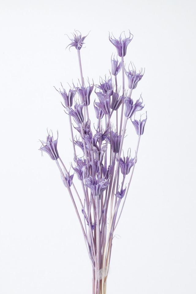 ニゲラオリエンタリス　ライトパープル 10380-411