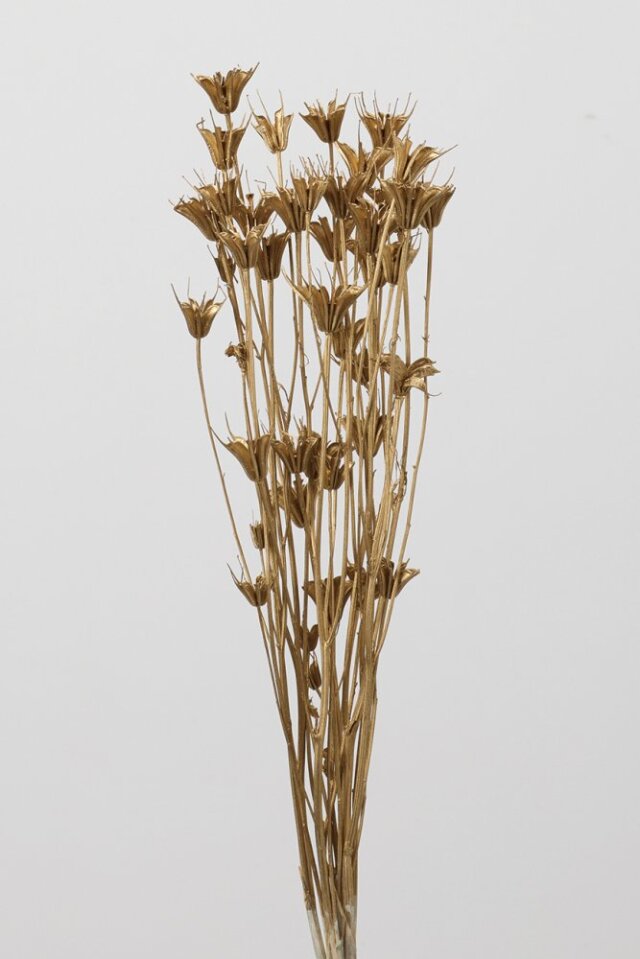 ニゲラオリエンタリス　ゴールド　10380-902