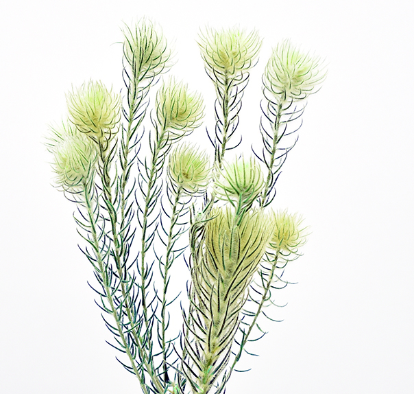 フィリカ　PSD　グリーン　10387