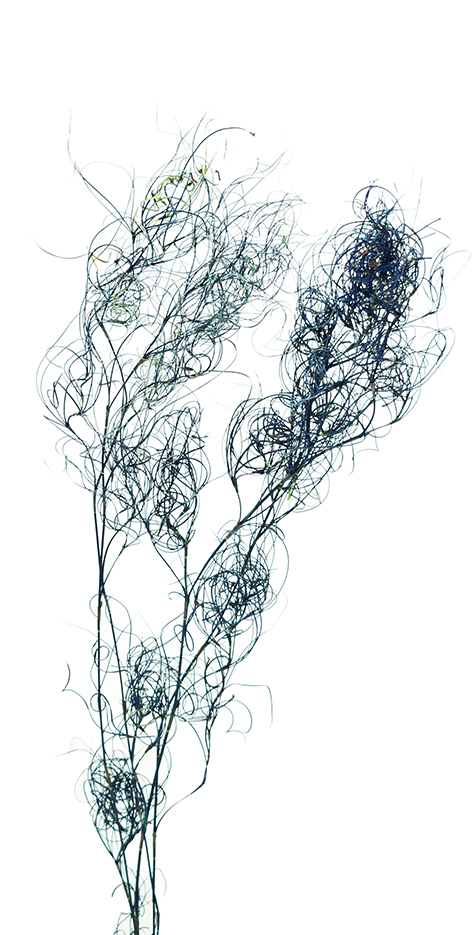 クルクル・ゴアナクロ　ブラック　10388