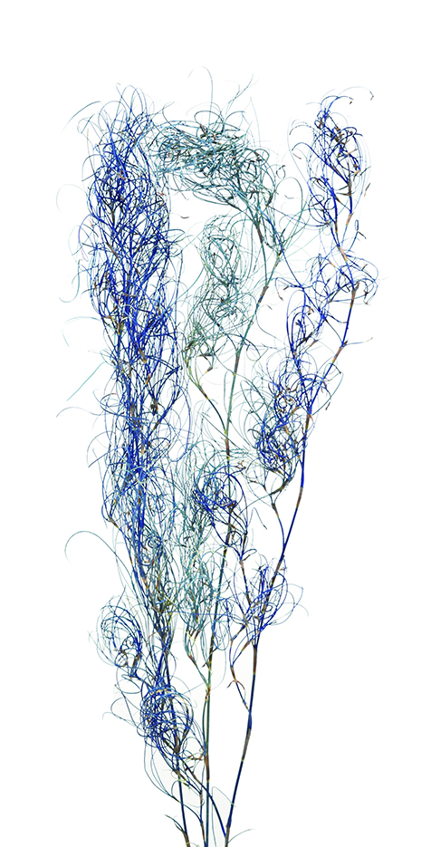 クルクル・ゴアナクロ　ブルー　10389