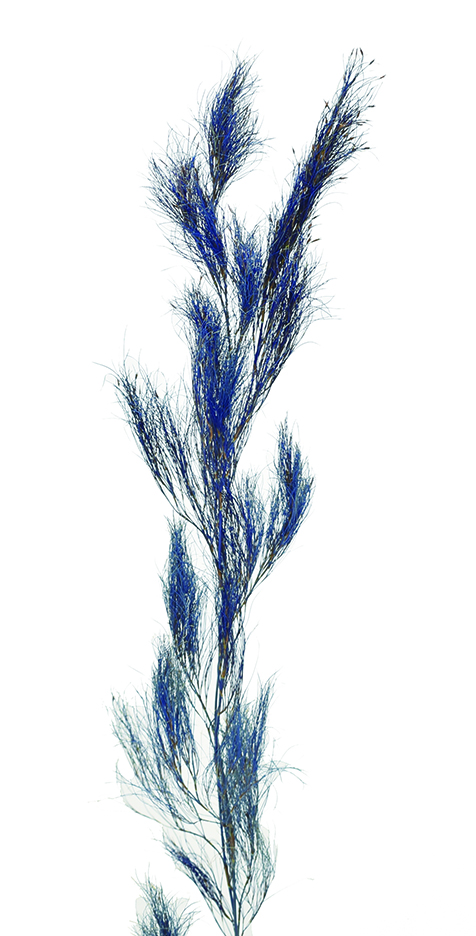 モシャモシャ・コアラファーン　ブルー　10393