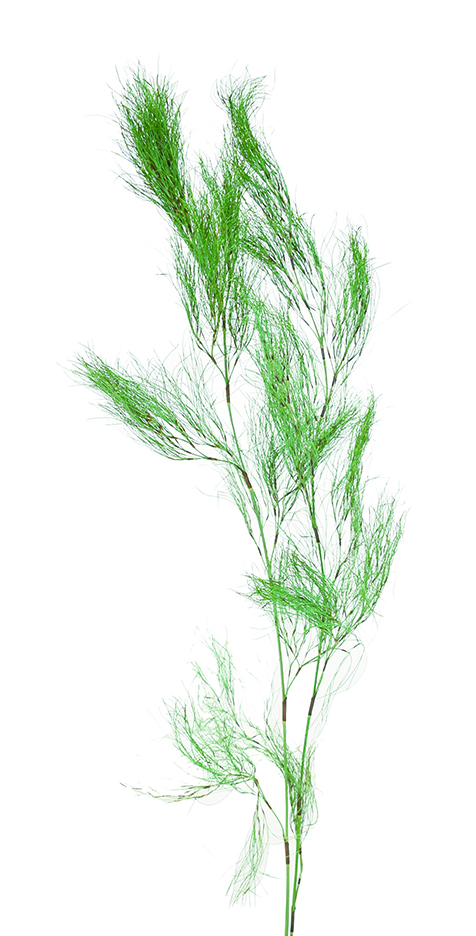 モシャモシャ・コアラファーン　グリーン　10395