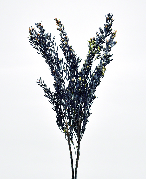 ヤングプルモッサム　SP　プリザーブド　ブラック　10396