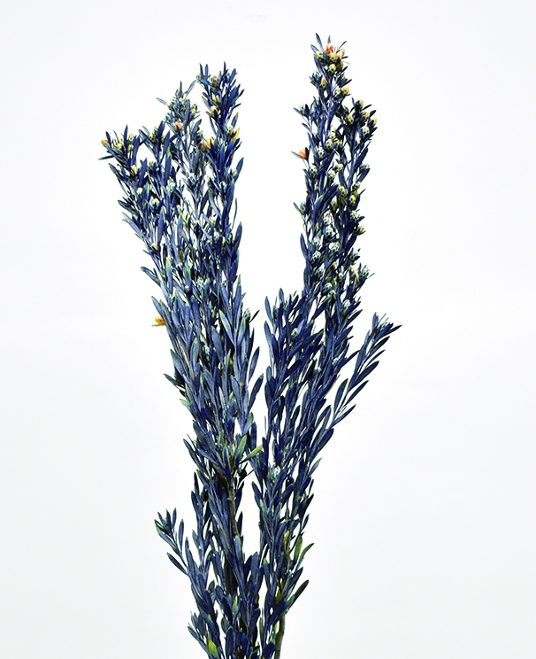 ヤングプルモッサム　SP　プリザーブド　ブルー　10397