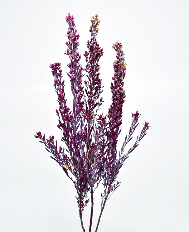 ヤングプルモッサム　SP　プリザーブド　バーガンディ　10398