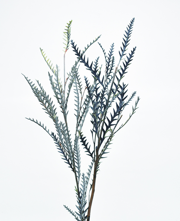 グレビレアアイバンフォー・プリザーブド　ブラック　10399