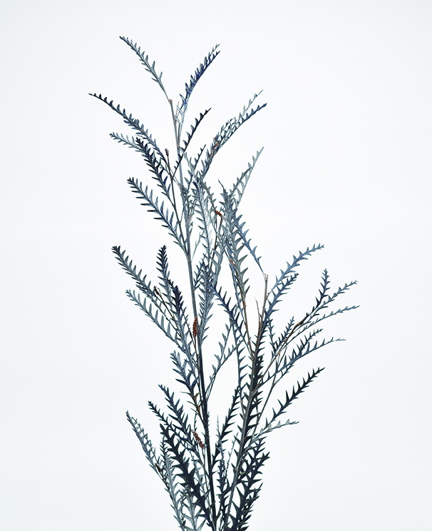 グレビレアアイバンフォー・プリザーブド　ブルー　10400