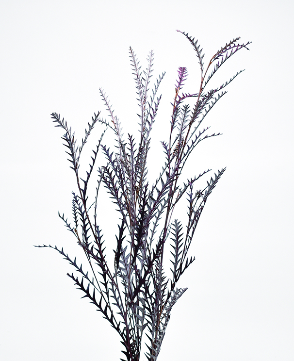 グレビレアアイバンフォー・プリザーブド　バーガンディ　10401