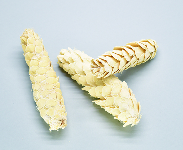 ストロバスコーン　サラシ　10407