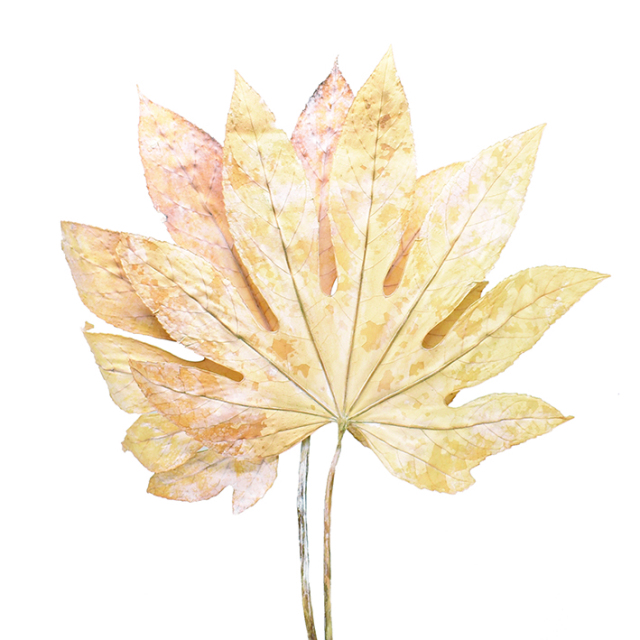 ヤツデ・L　サラシ　10408