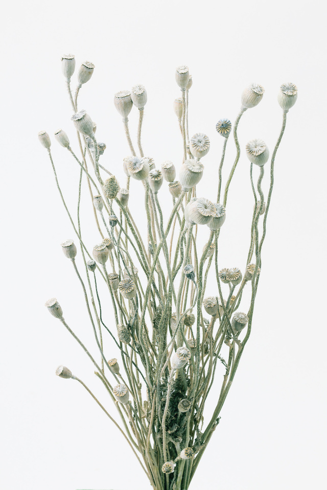 シャーリーポピー　ウォッシュホワイト　10600-012