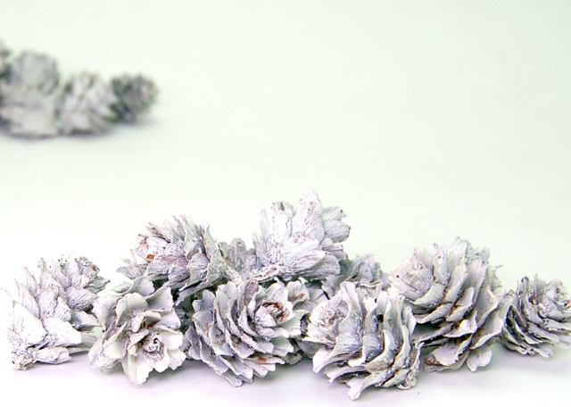 グイマツ　グレイッシュ　10620