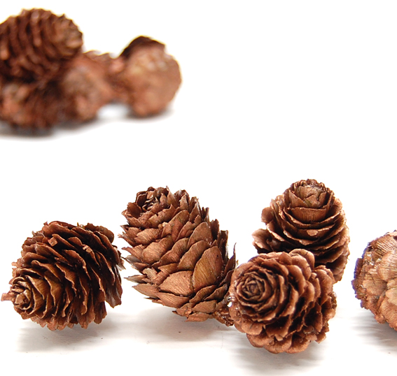 カラマツ　ブロンズ