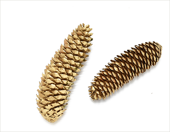 専用感謝Sale＊ドイツトウヒドライスワッグ＆コットンと木の実ドライ