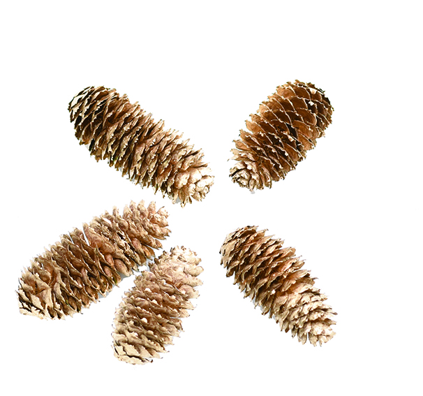 アカエゾマツ　ゴールド　10760