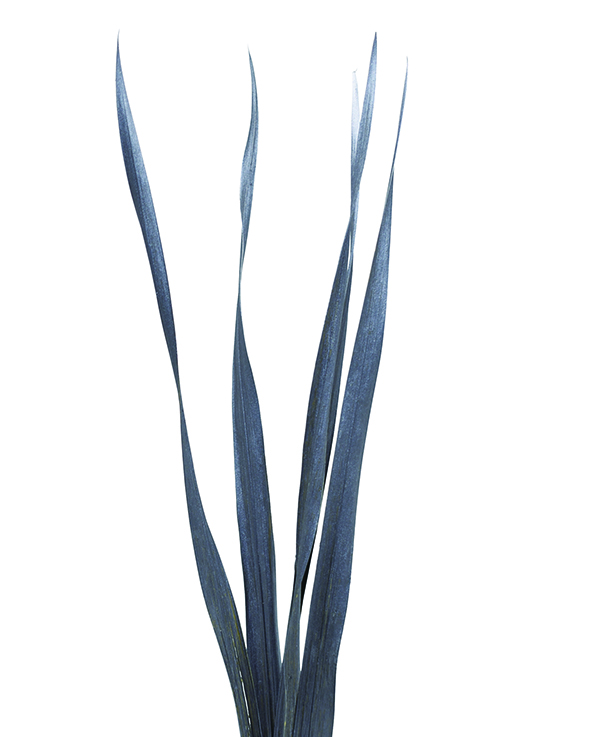 スネークリーフ　スチールグレイ　10765