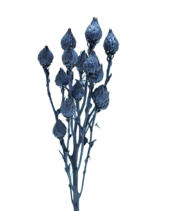 バークヤコリアセア　スチールグレイ　10766